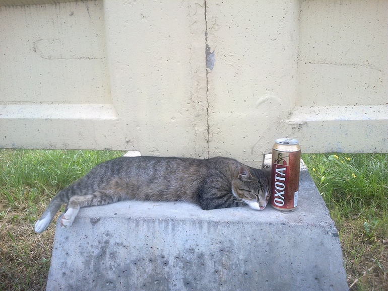 КОТ