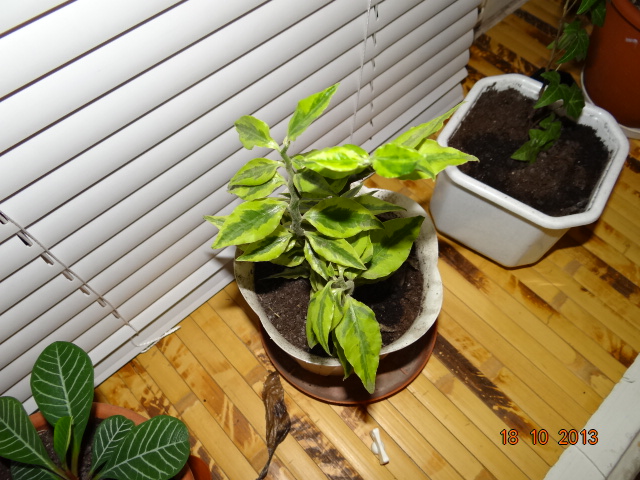 Как называется цветок?