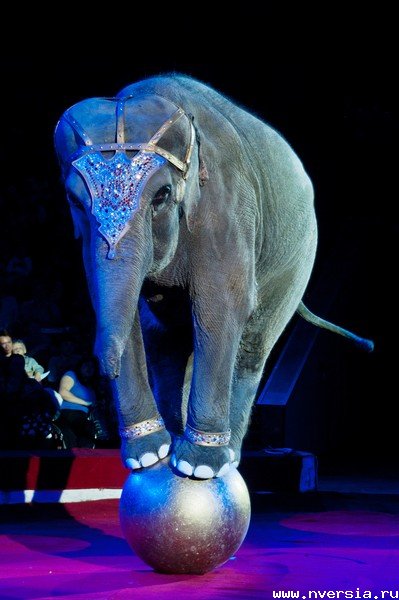 Цирк слонов билеты