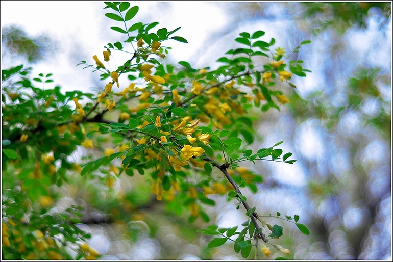 Наш Никополь-город побед))