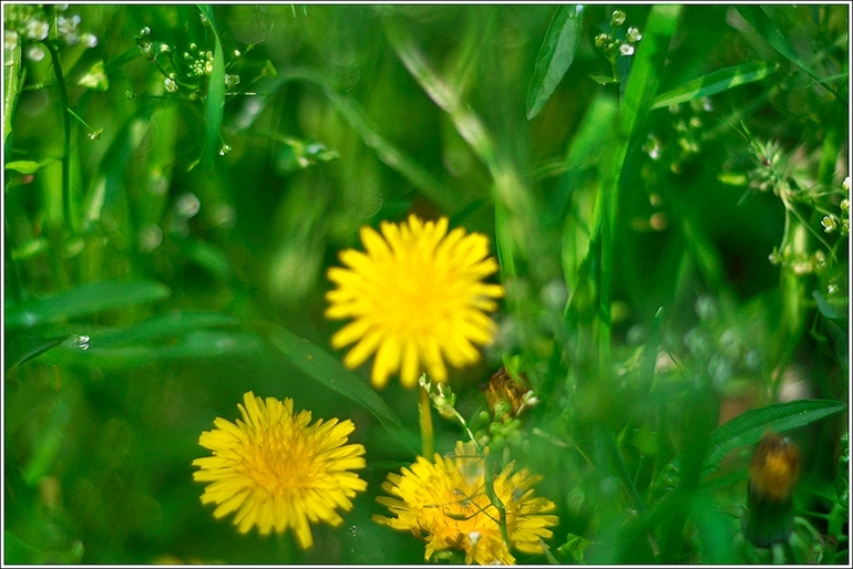Наш Никополь-город побед))