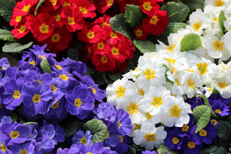 Одна страна - одна команда!