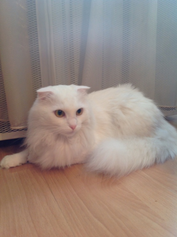 Пушистое чудо ищет добрые руки