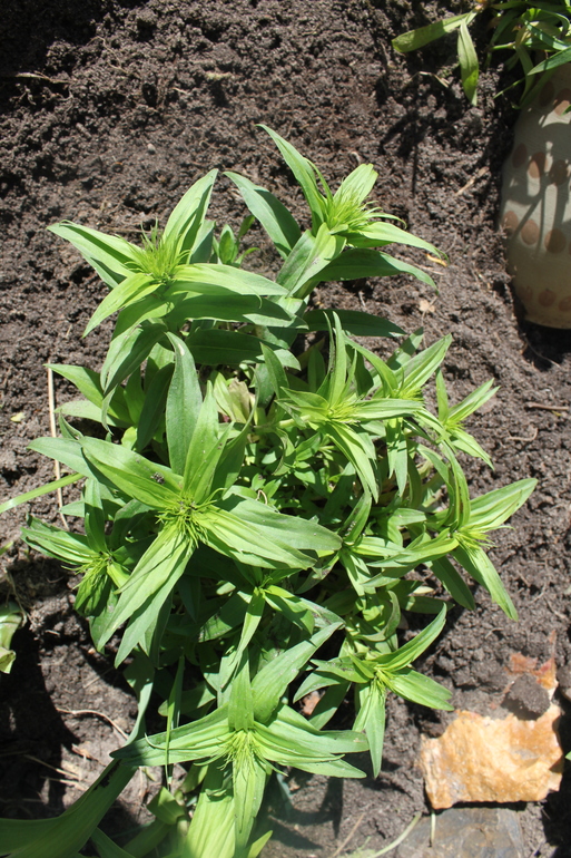 Помогите опознать