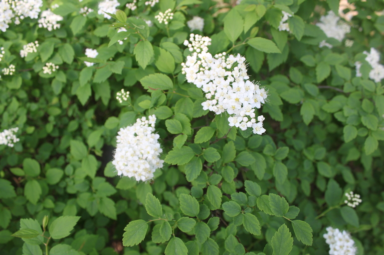 Помогите опознать