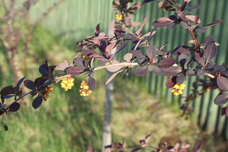 Помогите опознать