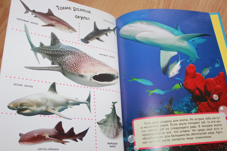 Мир в картинках