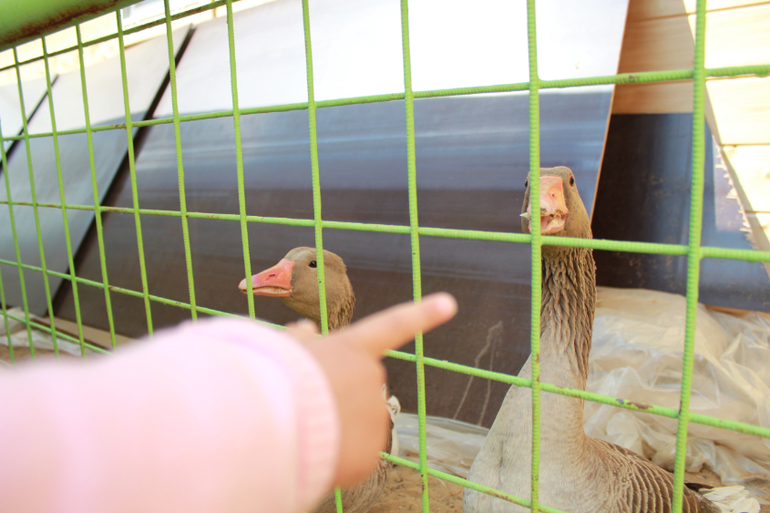 Наше первомайское_Конный парк РУСЬ