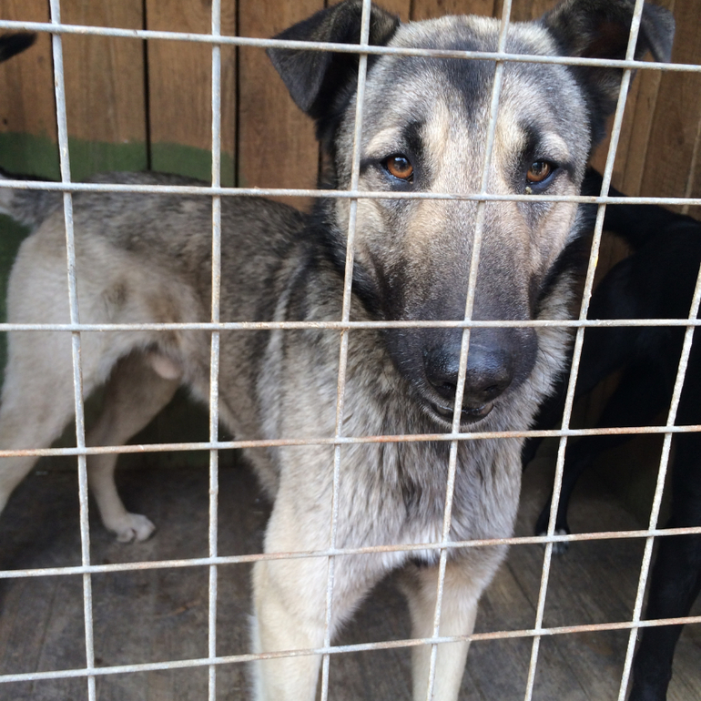 SOS!СРОЧНО ИЩЕМ ХОЗЯИНА!Подарите Хатико(Серому) ДОМ!ПОМОЖЕМ ВСЕМ МИРОМ!Нужен перепост!