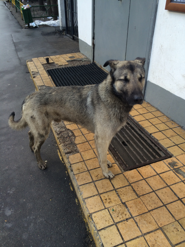 СОС! ИСТОЩЕННЫЙ КОБЕЛЕК ПОГИБАЕТ НА УЛИЦЕ, ПОМОЧЬ ЕМУ НЕКОМУ. НОВОСТИ!!!ОТОЗВАЛСЯ КУРАТОР ВРОДЕ!