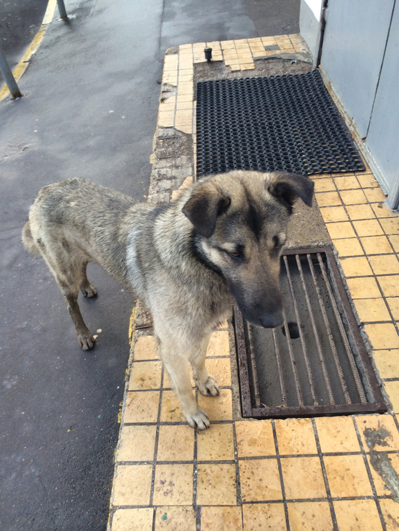 Хатико!! Помогите собаке выжить!!!!!!Умоляю, помогите!!!!