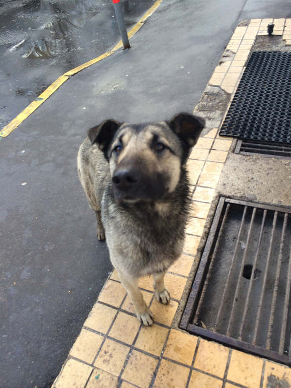 Хатико!! Помогите собаке выжить!!!!!!Умоляю, помогите!!!!