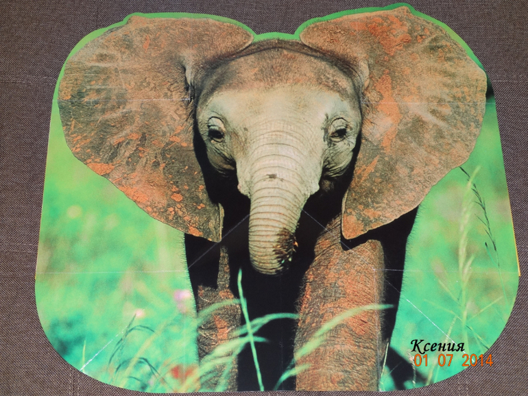 Дикие животные. Серия