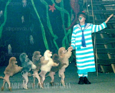 Цирк