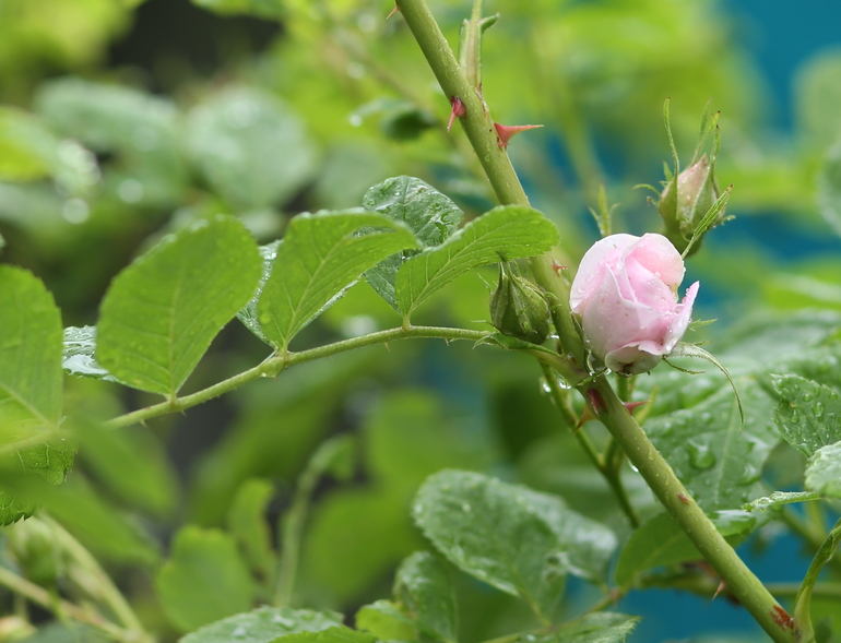 На выходных у бабушки)