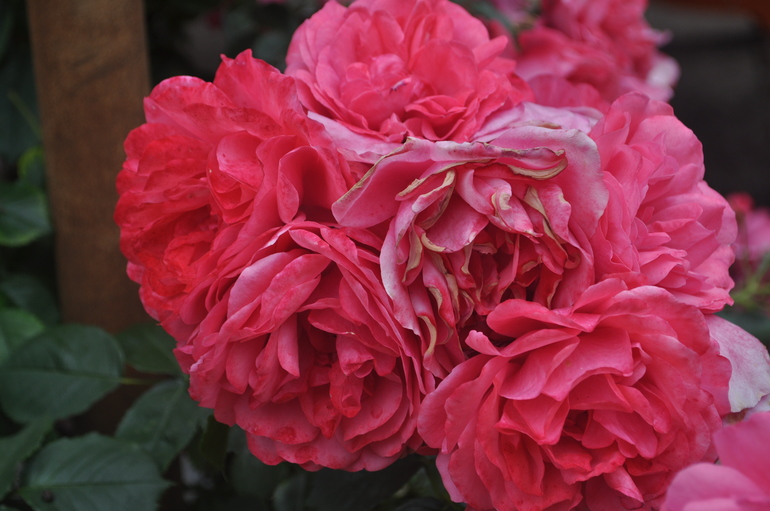 Для хорошего настроения:)