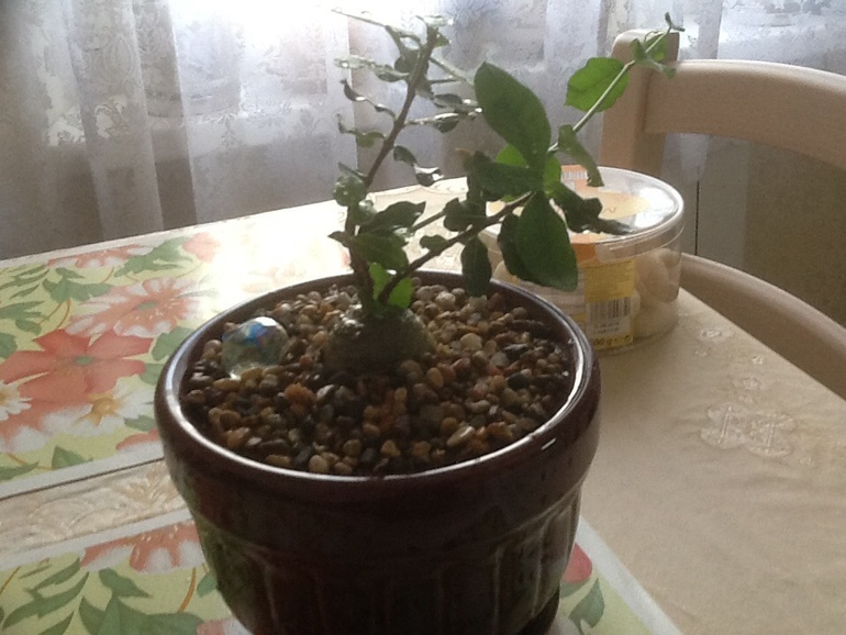 Обновочки:)