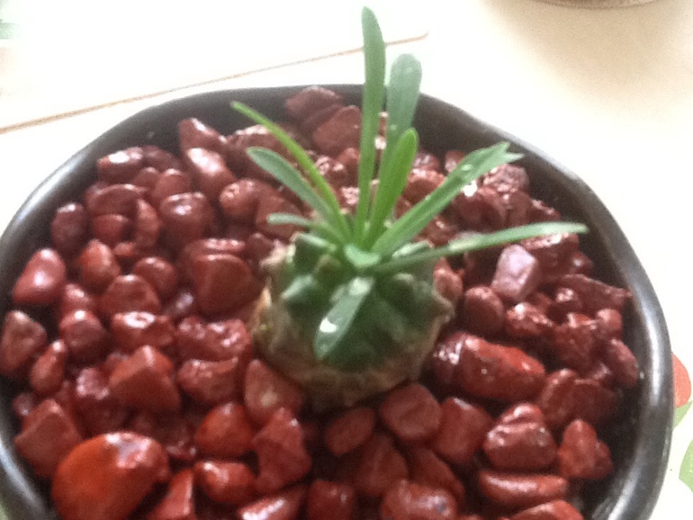 Обновочки:)