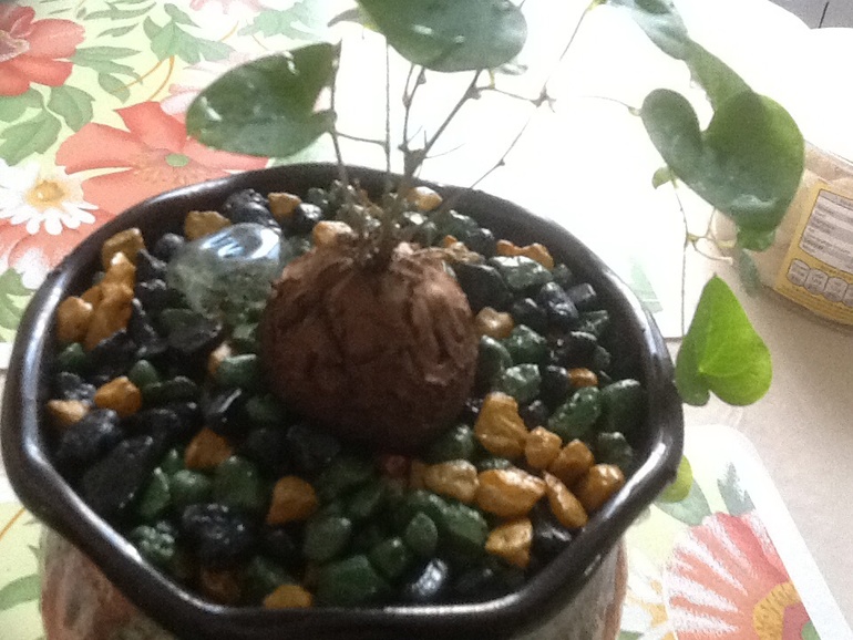 Обновочки:)