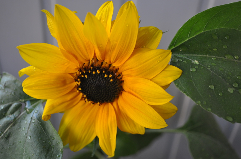 Обновочки:)