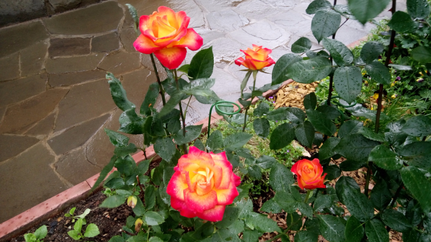 Чайно-гибридная роза АЛИНКА. Очень крупная. Отлично перенесла зиму. Раньше всех зацвела, но она находится на самом солнечном месте. Хороша на срезку, 