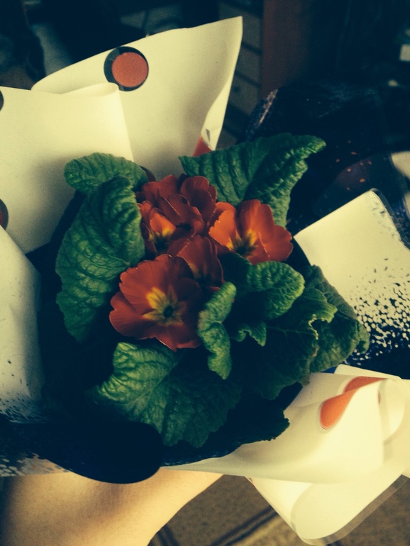 Как называется этот цветок?