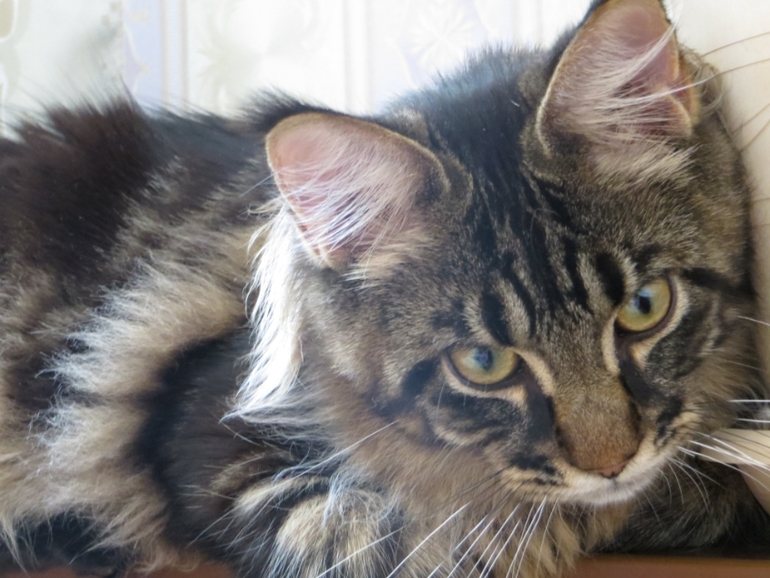 Мейн кун Адмирал