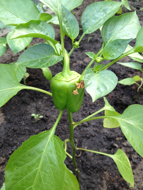 Похвалиться хошца