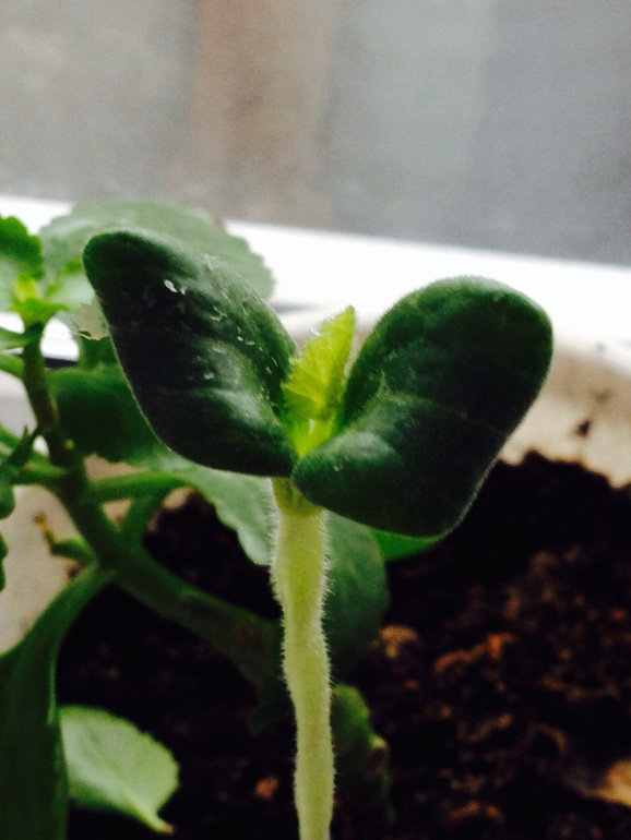 На что похоже?