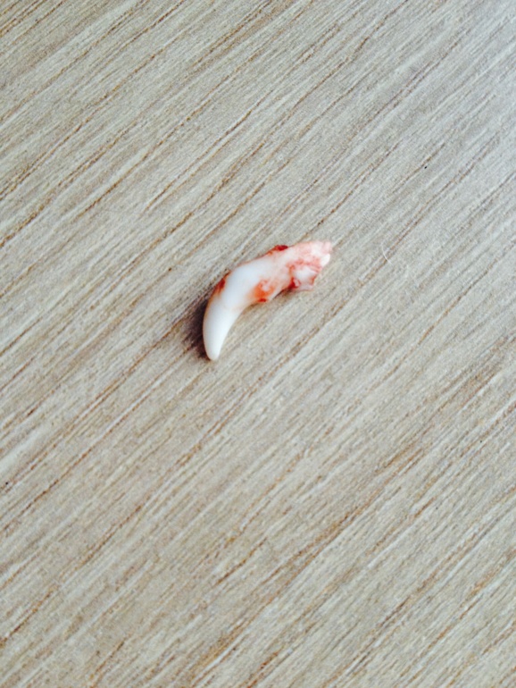 Зубки йорк. 8 мес