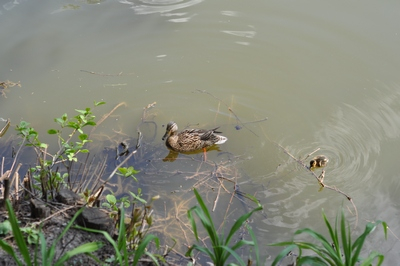 Лучший в мире Лимонад! или Майская Софиевка