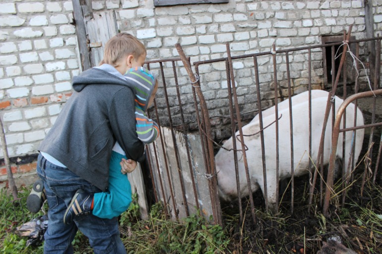 Свинки )