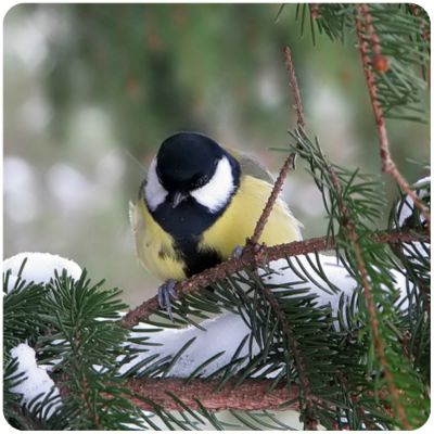 ТН Встречаем зиму. День 2