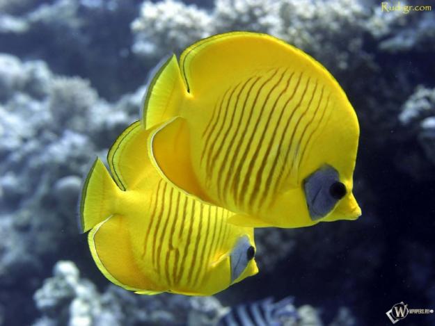 ТН Домашние животные, день 3 - Рыбки