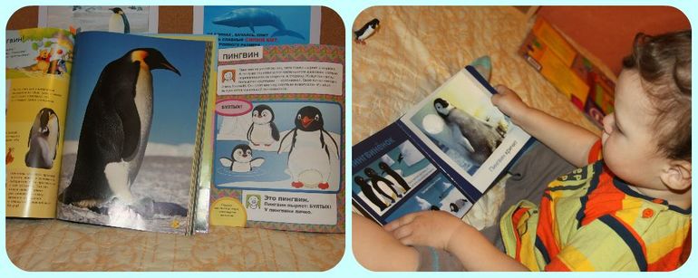 ТН Арктика и Антарктика. День 2 - животные Антарктиды