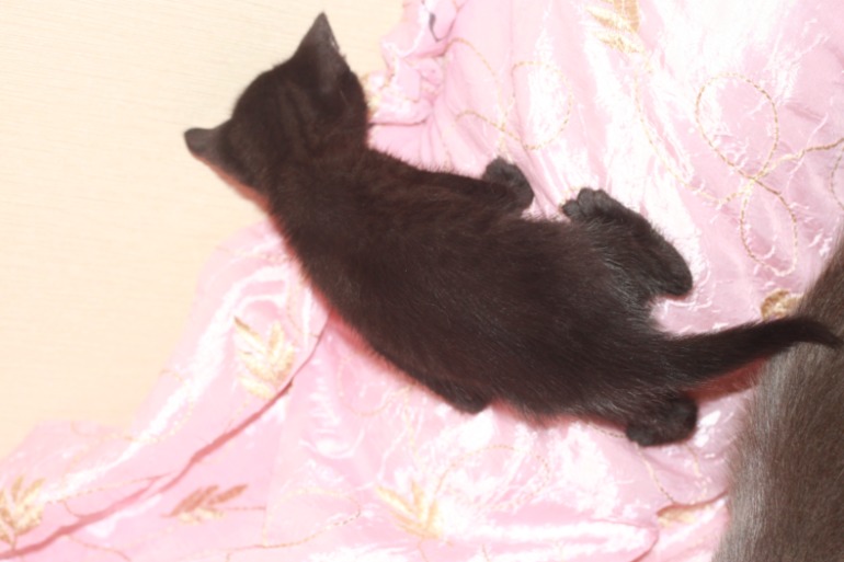 Котята ищут дом...