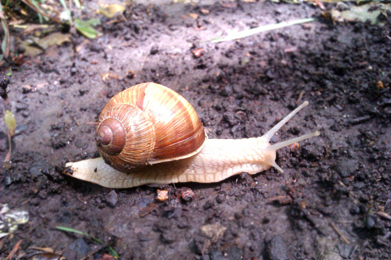Витюша - юный натуралист