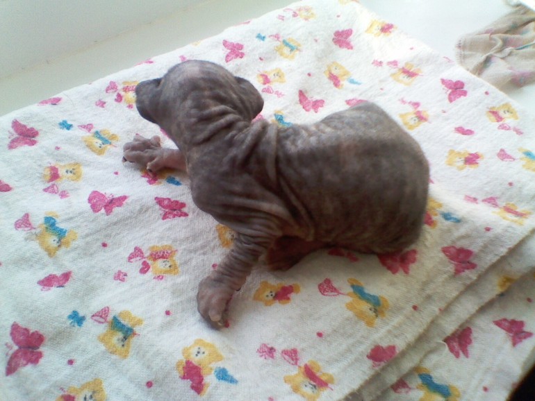 Мои малыши.