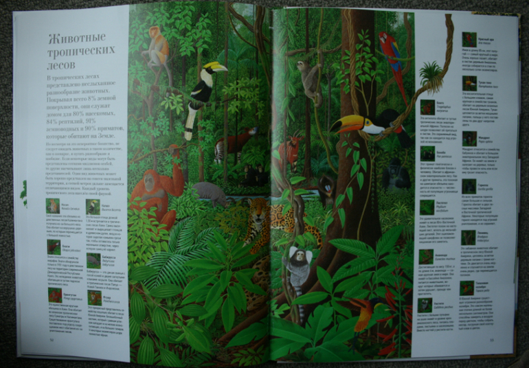 Большая книга о лесах и деревьях