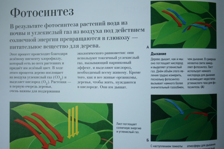 Большая книга о лесах и деревьях