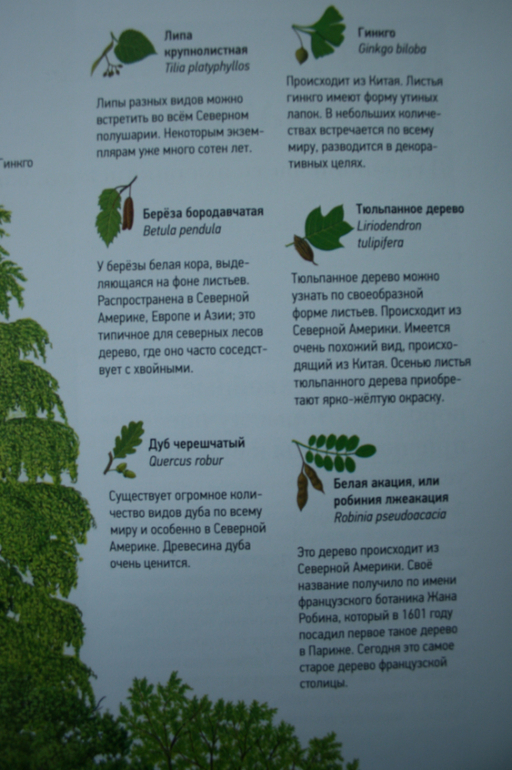 Большая книга о лесах и деревьях