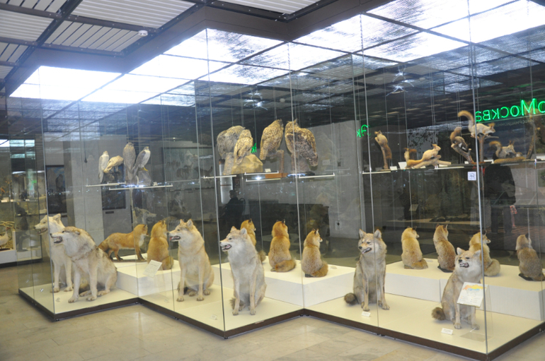 Дарвиновский музей