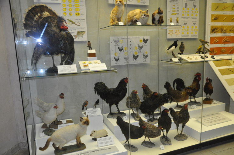 Дарвиновский музей