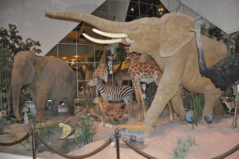 Дарвиновский музей