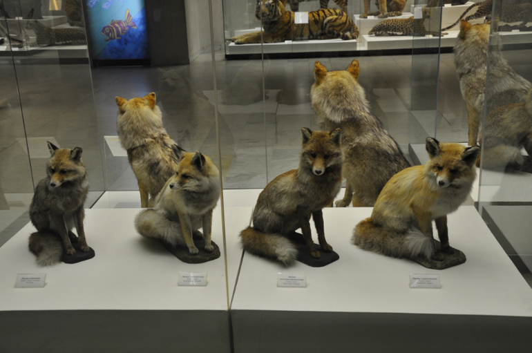 Дарвиновский музей