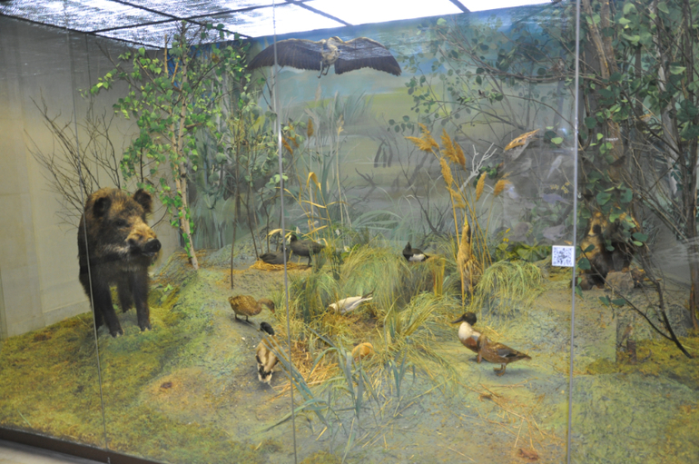 Дарвиновский музей