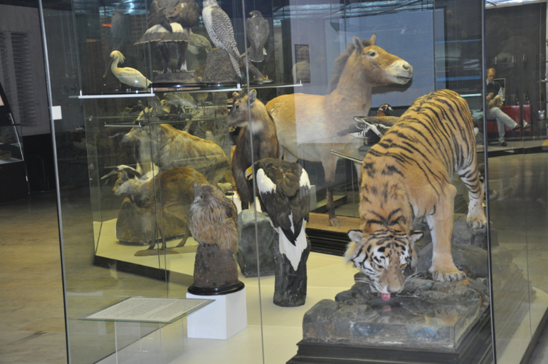 Дарвиновский музей