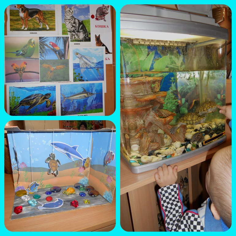 Рыбки - черепашки....