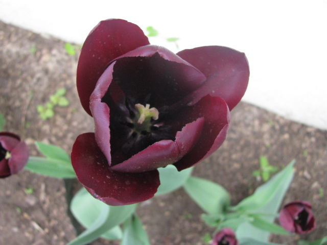 Как я рад, как я рад......