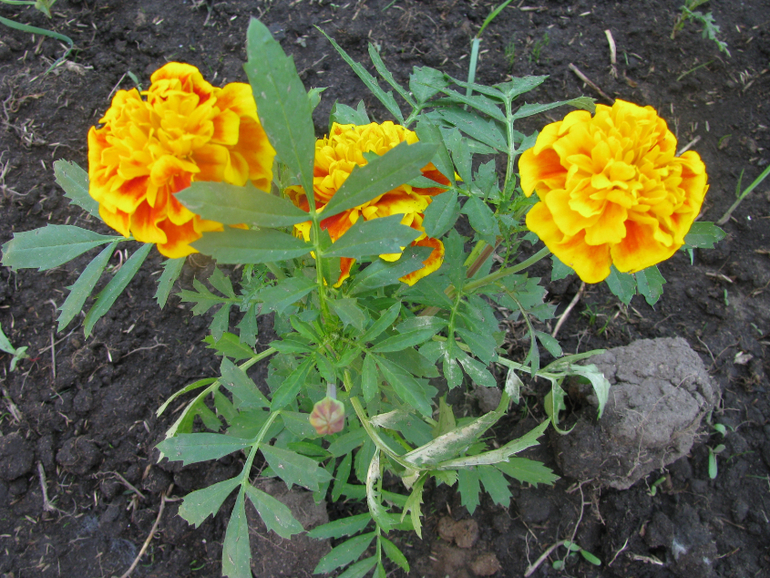 Как я рад, как я рад......